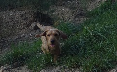ellert aan de run